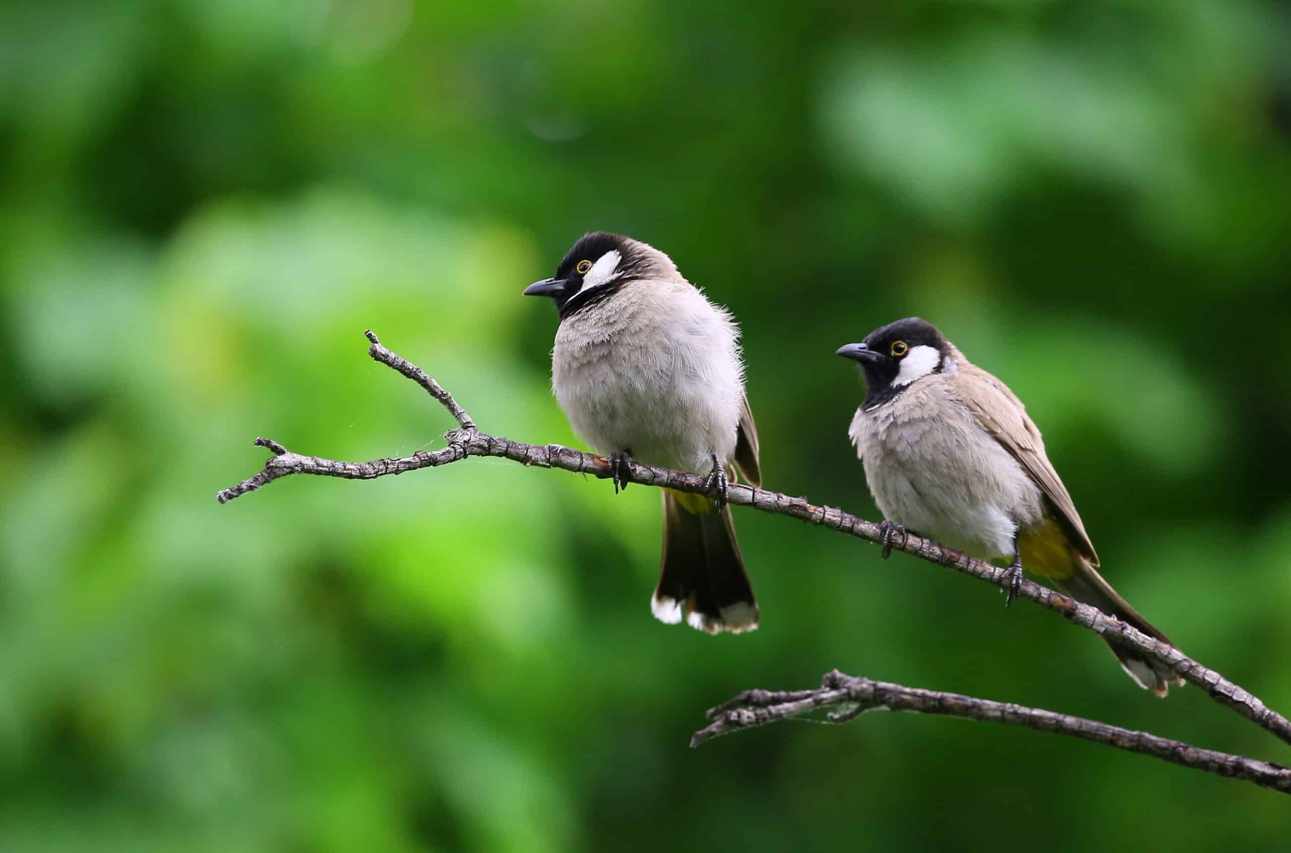 Bible verses about birds