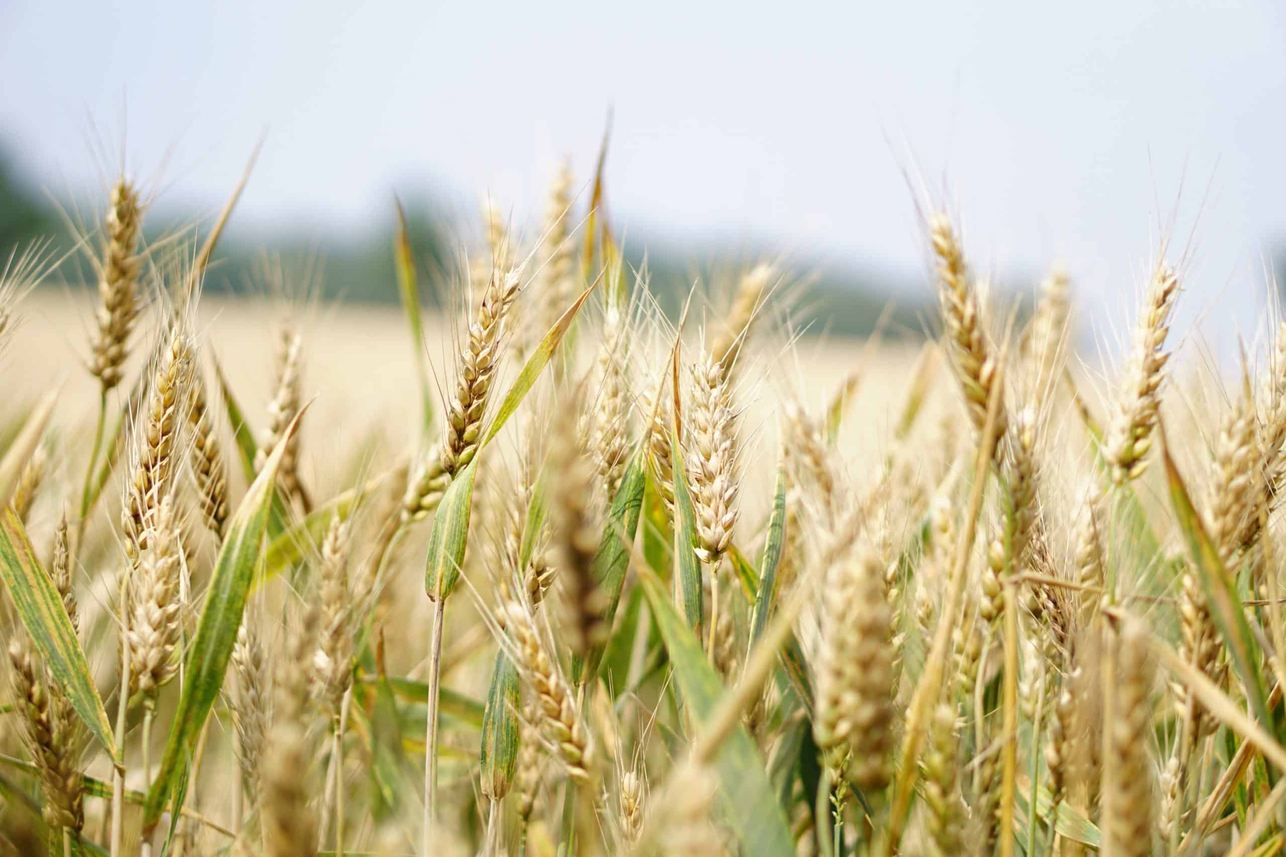 The Parable of the Weeds and the Wheat